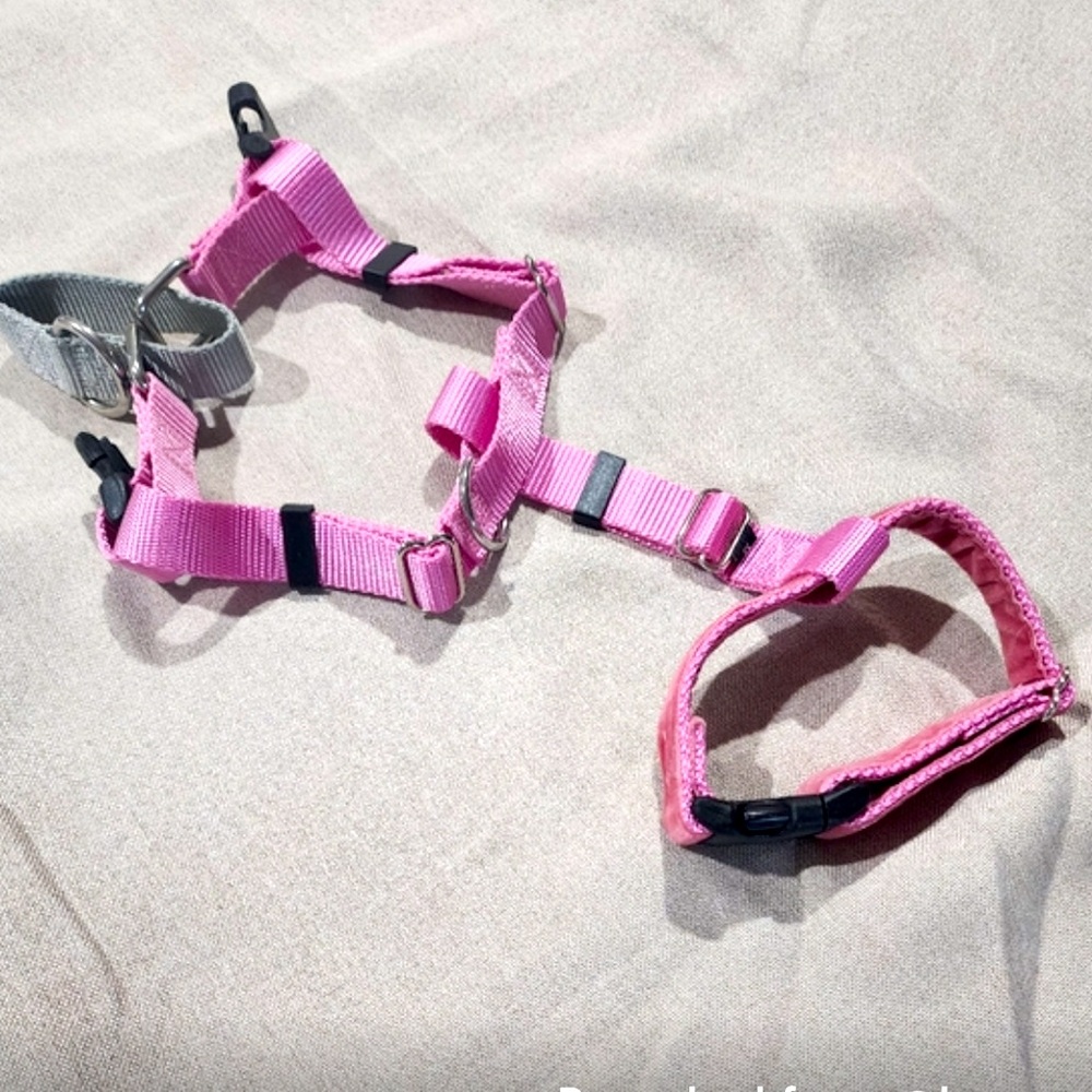 2Hounds Design Freedom No Pull Dog Harness | Comfortable Control M